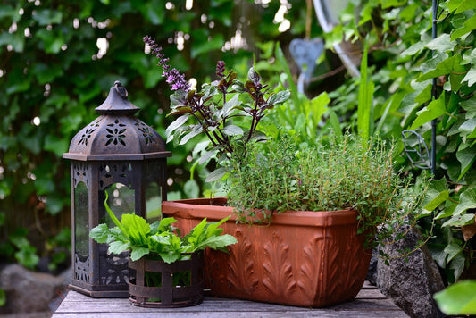 Mini-Garten auf dem Fensterbrett