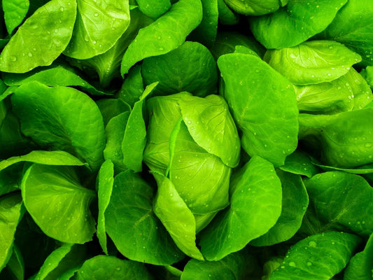 Salat, Spinat, Mangold, Petersilie